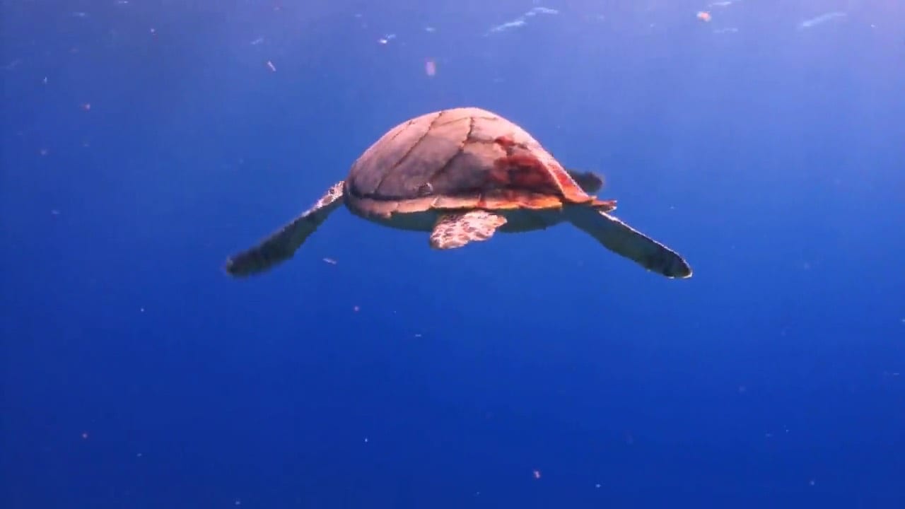 A sea turtle gliding through deep blue water