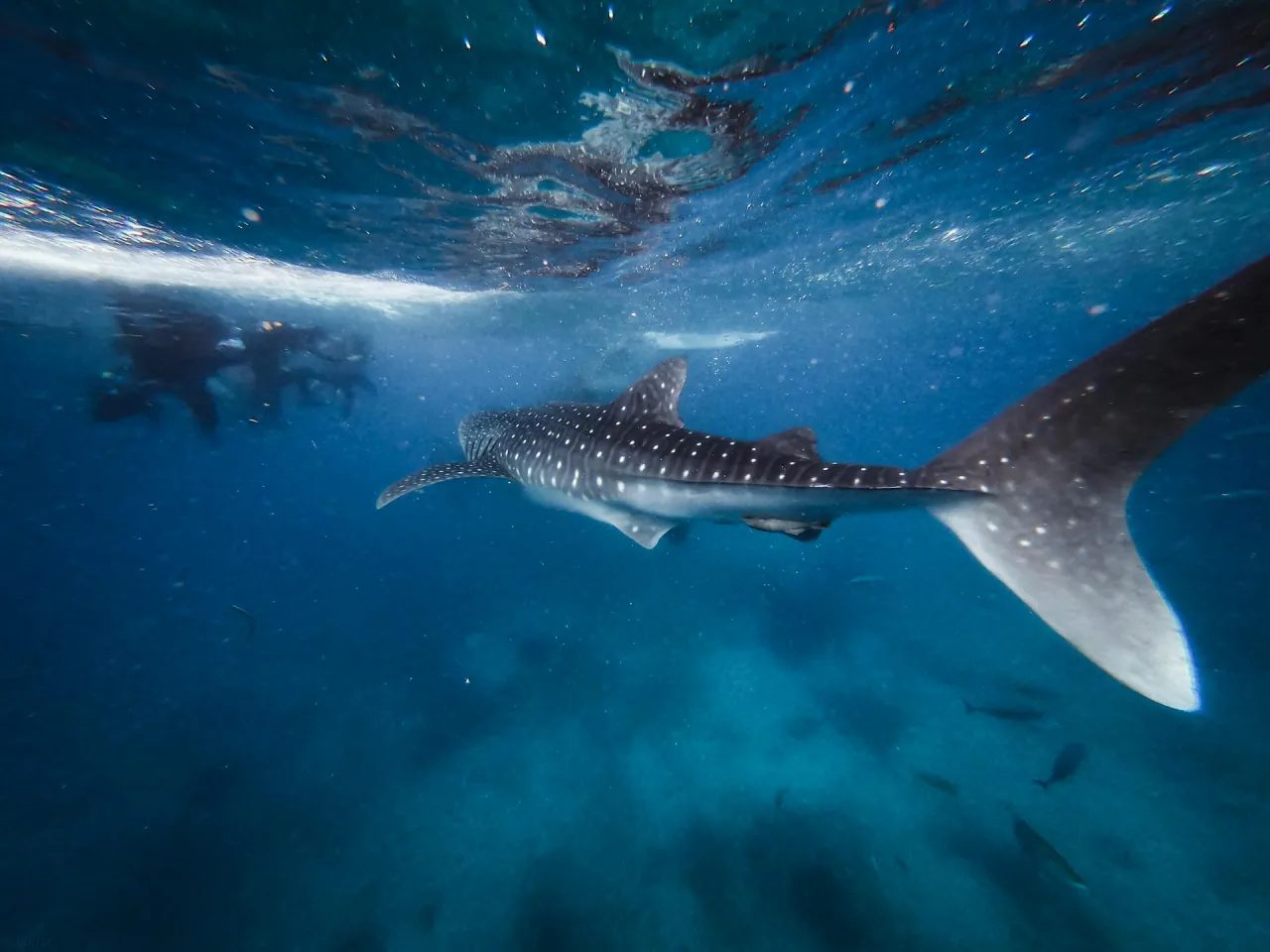 The shadow of a whaleshark