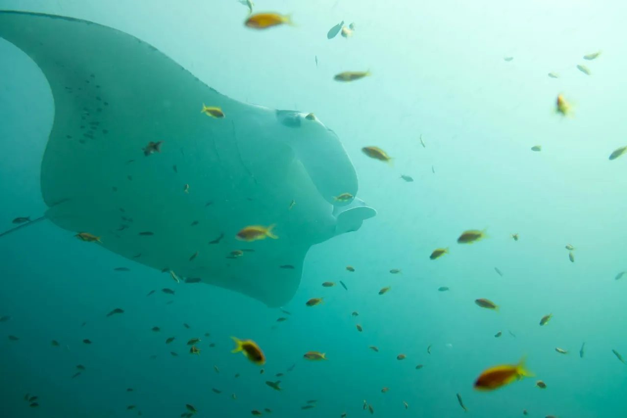 A manta at the cleaning station