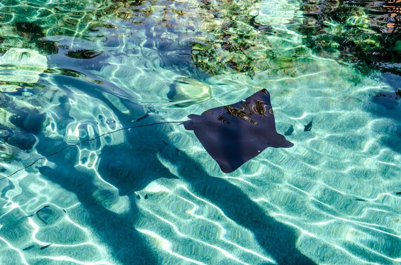 Stingrays at the jetty