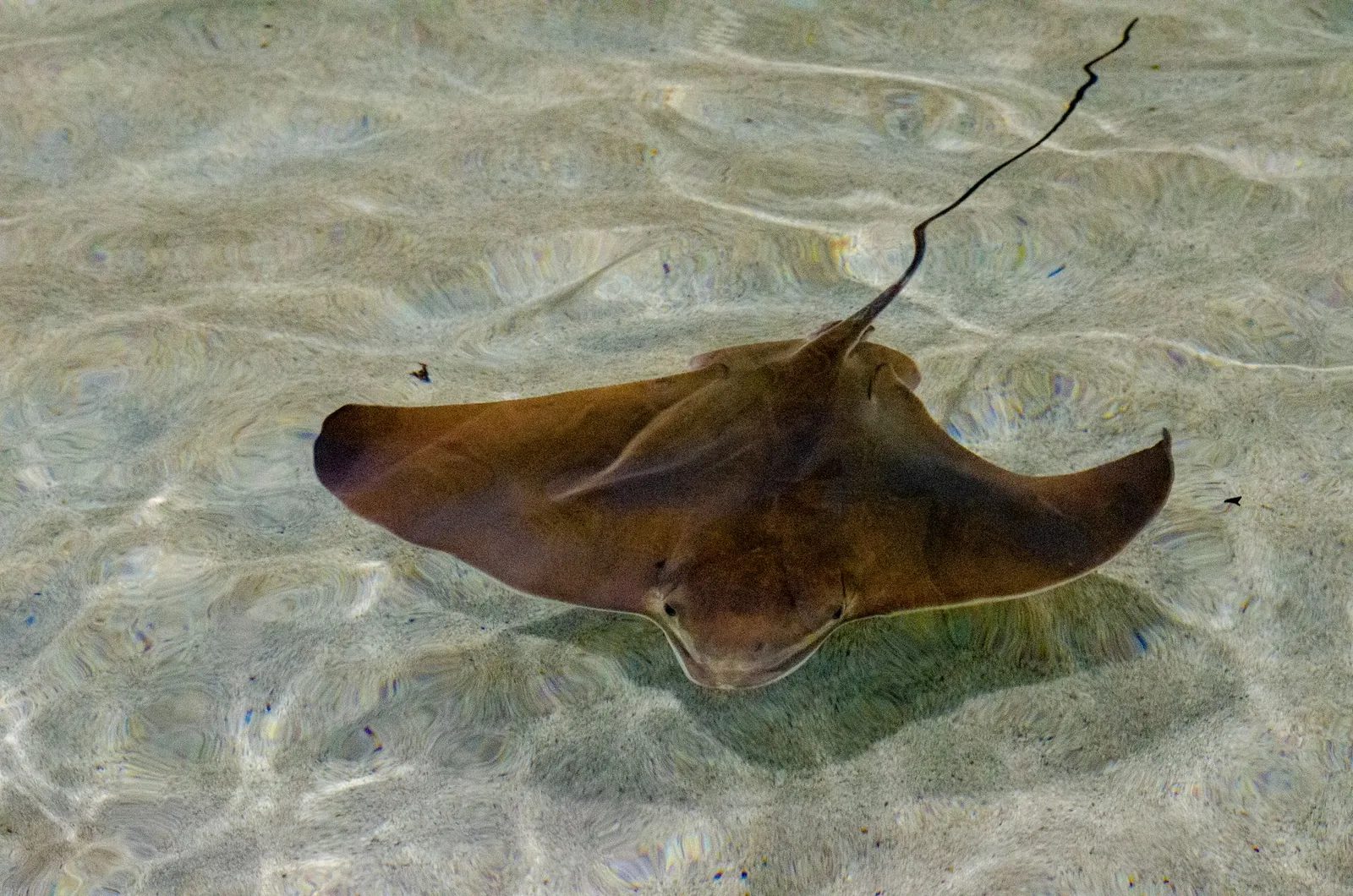 A stingray gliding over sand in clear shallows