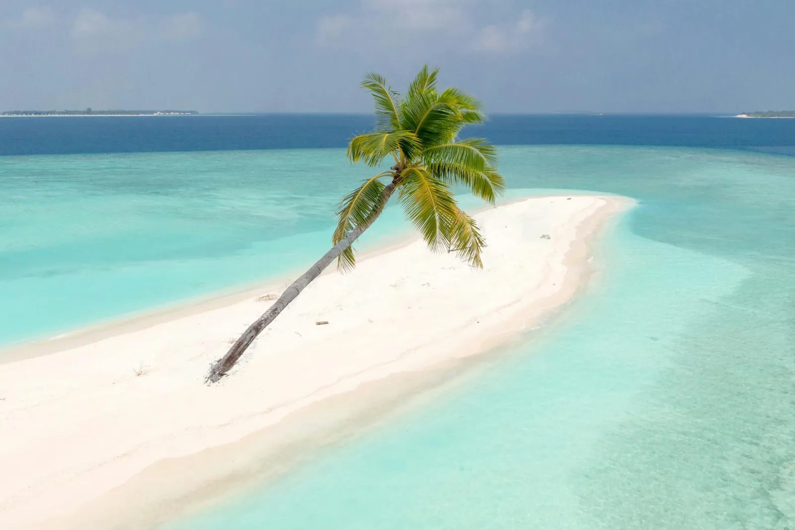 A sandbank with a single palm