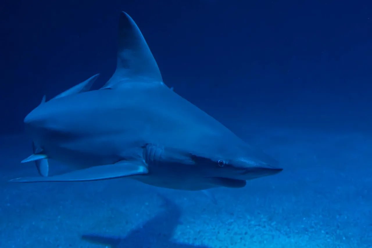 A hammerhead at Madivaru