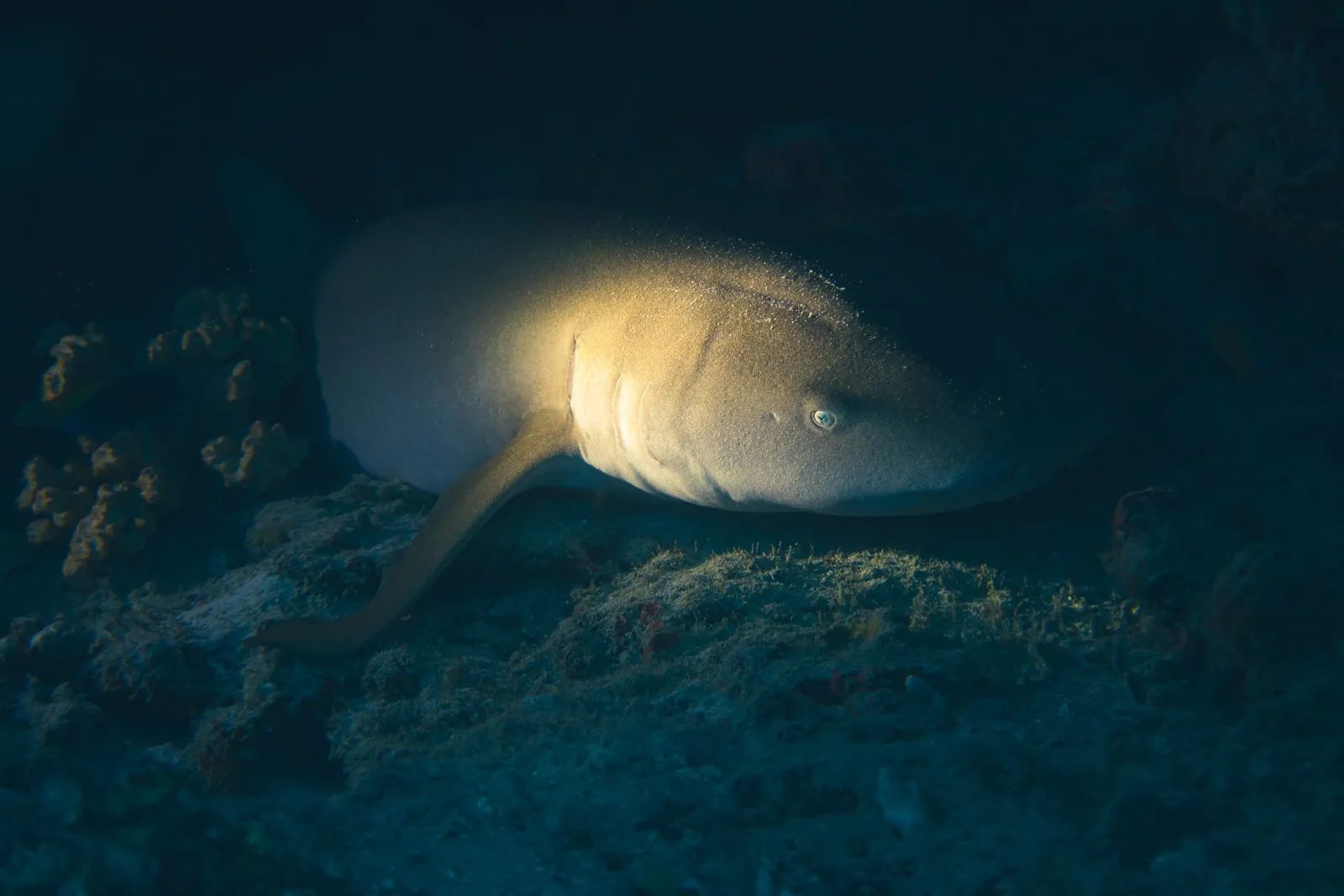 A nurse shark on the reef at night
