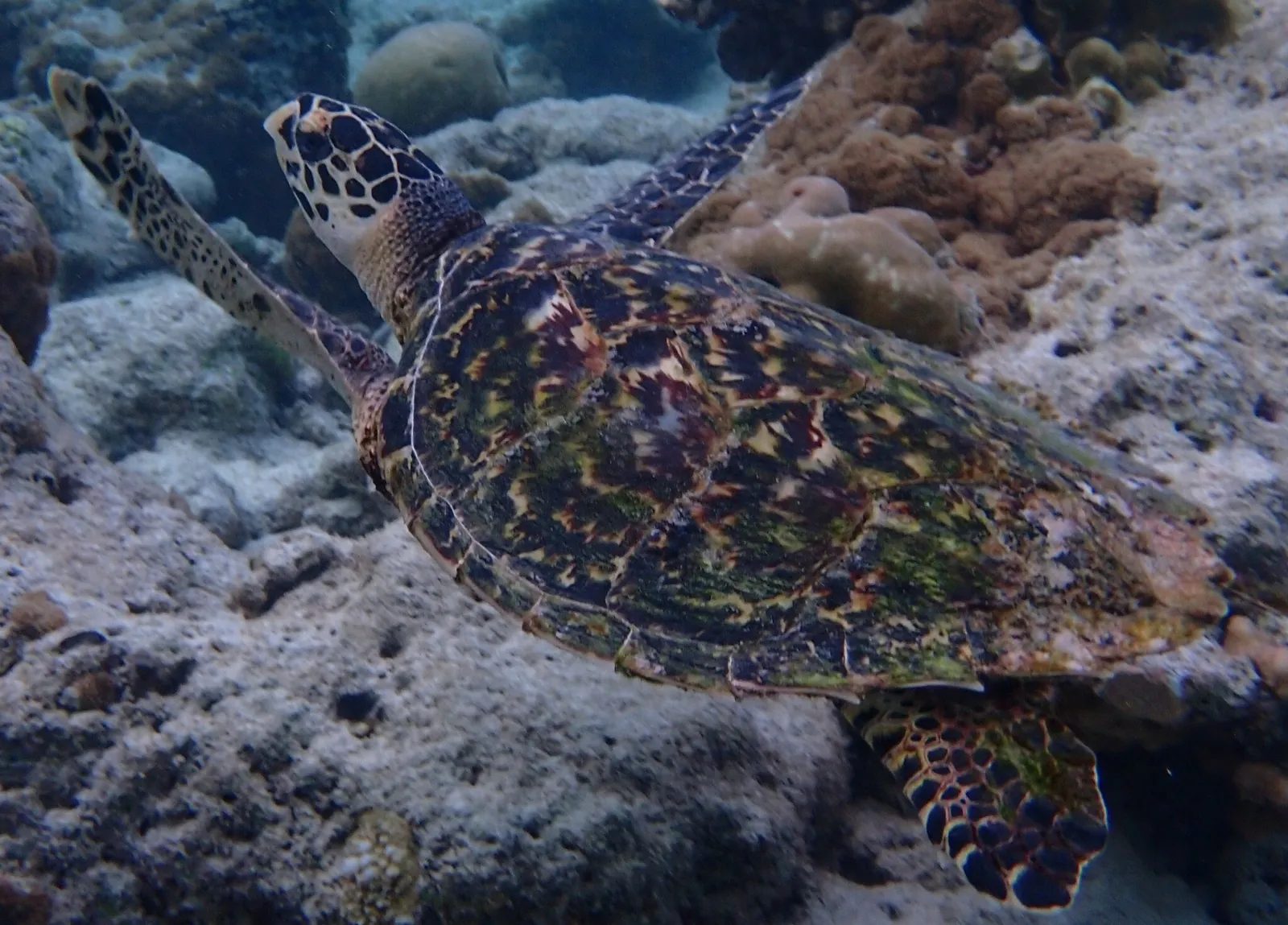 A hawksbill turtle on the reef in North Ari